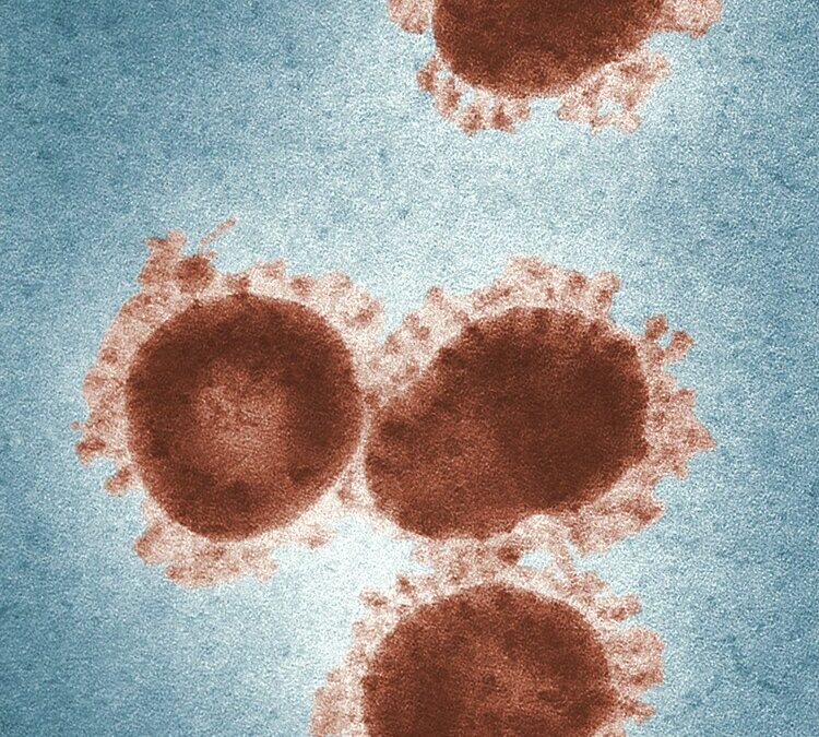 What is the Link between Animal Fats and Viruses?