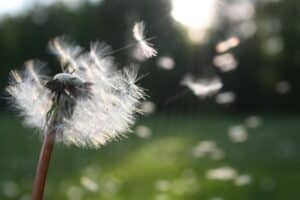 Picture of dandelion pollen being blown in wind which could  cause seasonal allergies