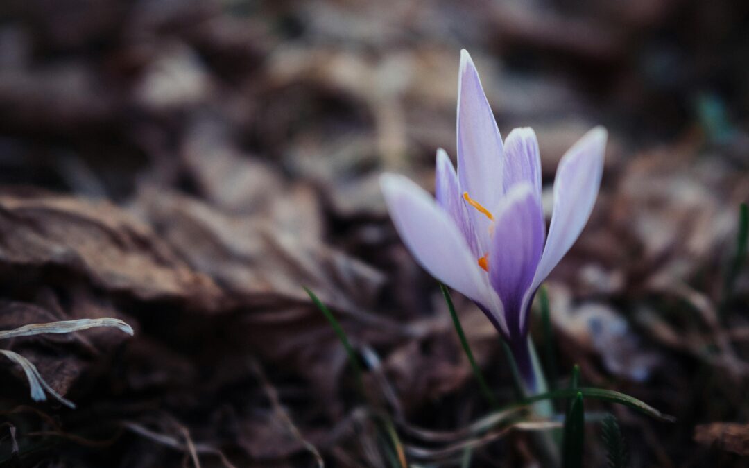 Saffron for Mood, Sleep & PMS
